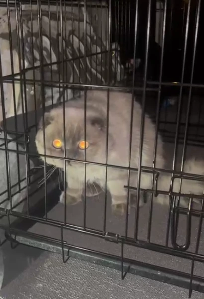 kedi taşıma hizmeti