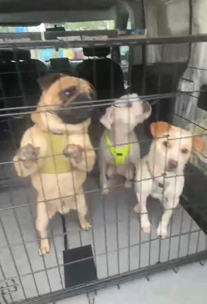 köpek taşıma ankara