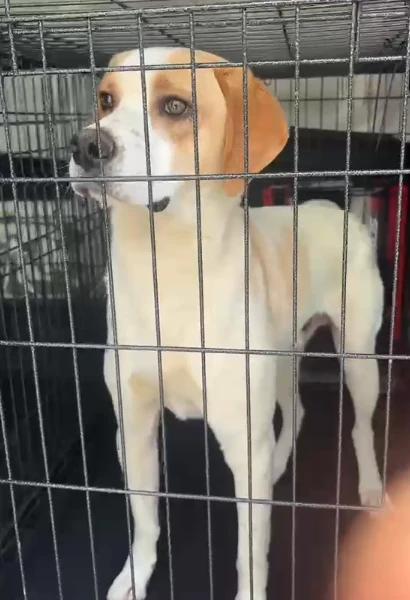 köpek taşıma hizmeti